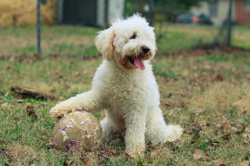 Dog Playing Soccer