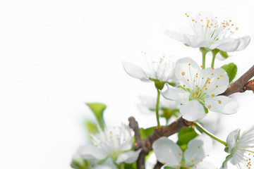 White cherry blossom close-up isolated on white. Flower border. Selective focus