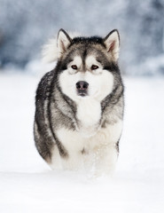 winter malamute dog