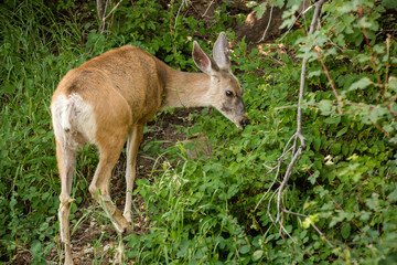 White tailed doe in Waterton Lakes Park