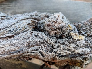 Wurzel, Raureif, Winter