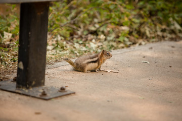 Wild ground squirrel at Waterton Lake park