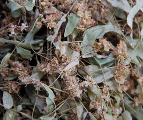 Linden flowers
