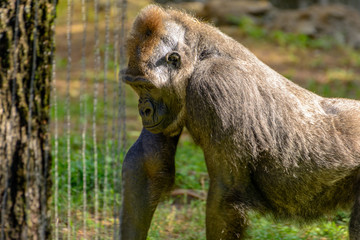 Male Silverback Western Lowland gorilla