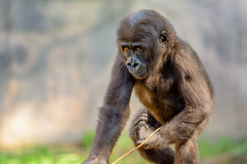 Young, Juvenile Male Silverback Western Lowland gorilla, (Gorilla gorilla gorilla) playing