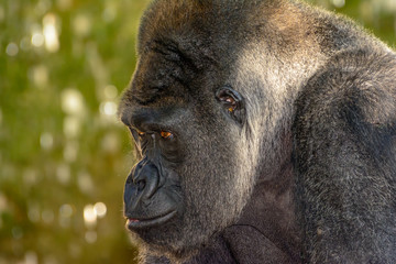Male Silverback Western Lowland gorilla, (Gorilla gorilla gorilla) close-up portrait with vivid...