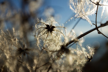 flauschig
