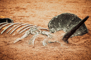Dinosaur skeleton in sand