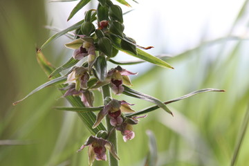 a wild orchid with little pink flowers closeup