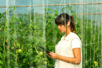 Female farmer working in greenhouse, checking plants and using tablet