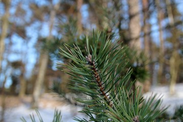 Pinus sylvestris (Sosna zwyczajna) - obrazy, fototapety, plakaty