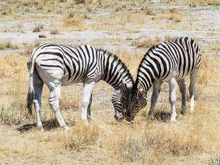 Obraz na płótnie Canvas Two hugging zebras in love. Etosha national park, Namibia