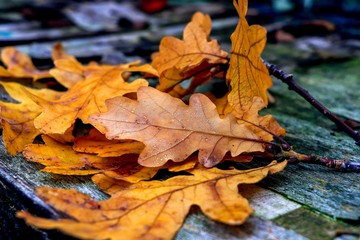 Осенние листья