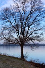 The bare tree on the shore of the lake.