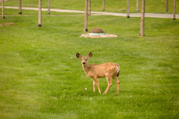 White tailed deer in park