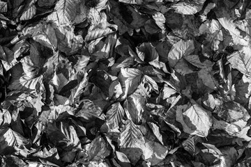 autumn leaves in black and white