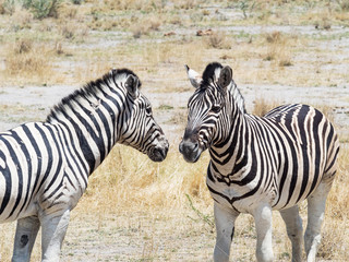Two hugging zebras in love. Etosha national park, Namibia