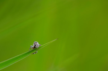 Jumping Spider on Grass