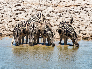 Fototapeta na wymiar Group of zebras drinking. Zebra at a waterhole.in Etosha National Park , Namibia, Africa.