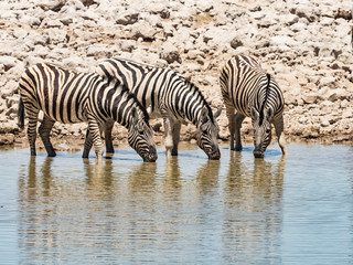 Group of zebras drinking. Zebra at a waterhole.in Etosha National Park , Namibia, Africa.
