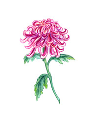 Bright pink chrysanthemum, watercolor painting on white background, isolated with clipping path