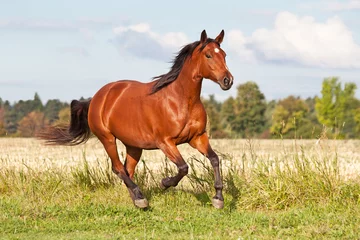 Foto op Plexiglas anti-reflex Mooi bruin paard dat in de zomer op de weide loopt © lenkadan