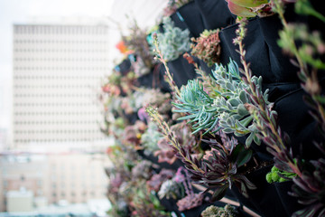 Wall of Succulents