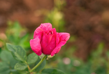 Multi color roses in the small garden
