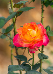 Fototapeta premium Multi color roses in the small garden