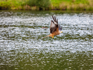 Red Kite ( Milvus milvus ) , Bwlch Nant Yr Arian