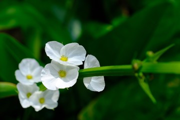 Burhead, Texas mud baby. (Echinodosus cordifolius (L.) Griseb.) with green leave background.