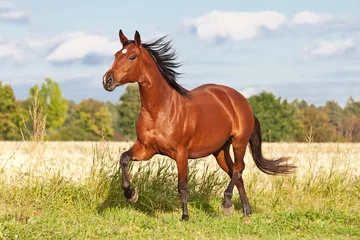 Fototapeten Schönes braunes Pferd, das im Sommer auf der Weide läuft © lenkadan