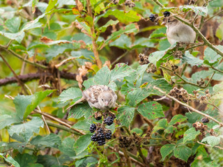 A sparrow feeding on rosebay willowherb seeds