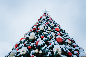 Christmas tree in winter in Russia