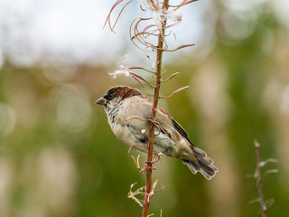 A sparrow feeding on rosebay willowherb seeds