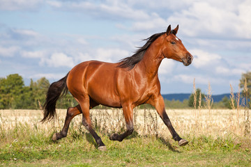 Nice brown horse running on the pasture in summer