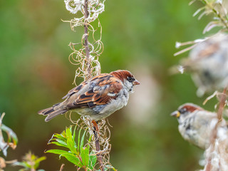 A sparrow feeding on rosebay willowherb seeds