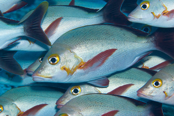 Group of Humpback Snappers