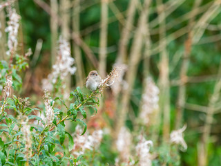 A sparrow feeding on rosebay willowherb seeds