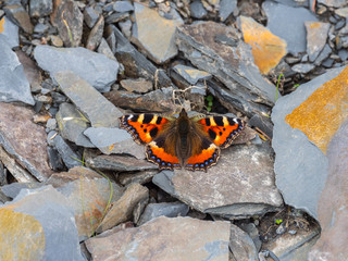 Fototapeta na wymiar Small tortoiseshell butterfly (Aglais urticae) basking