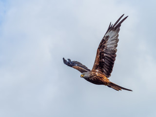 Red Kite ( Milvus milvus ) , Bwlch Nant Yr Arian