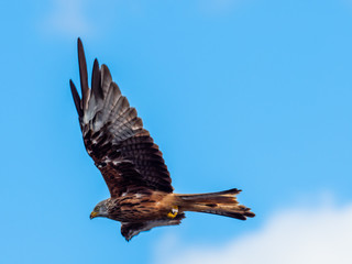 Red Kite ( Milvus milvus ) , Bwlch Nant Yr Arian