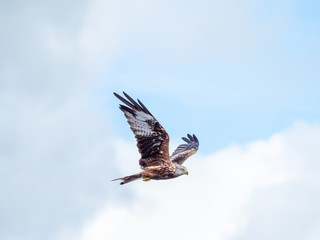 Red Kite ( Milvus milvus ) , Bwlch Nant Yr Arian