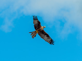 Red Kite ( Milvus milvus ) , Bwlch Nant Yr Arian