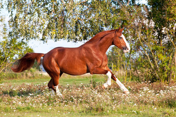 Nice sorrel horse running on the pasture in summer