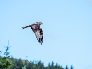 Red Kite ( Milvus milvus ) , Bwlch Nant Yr Arian