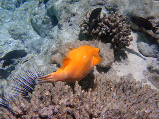 Underwater view of an orange pufferfish in the Bora Bora lagoon, French Polynesia, South Pacific