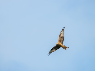Fototapeta premium Red Kite ( Milvus milvus ) , Bwlch Nant Yr Arian