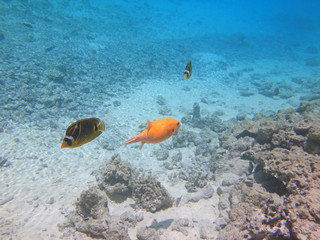 Underwater view of an orange pufferfish in the Bora Bora lagoon, French Polynesia, South Pacific
