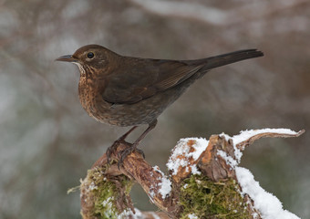 Blackbird , female